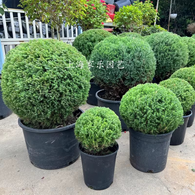 皮球松皮球柏多年生耐寒耐热四季常绿好养耐旱