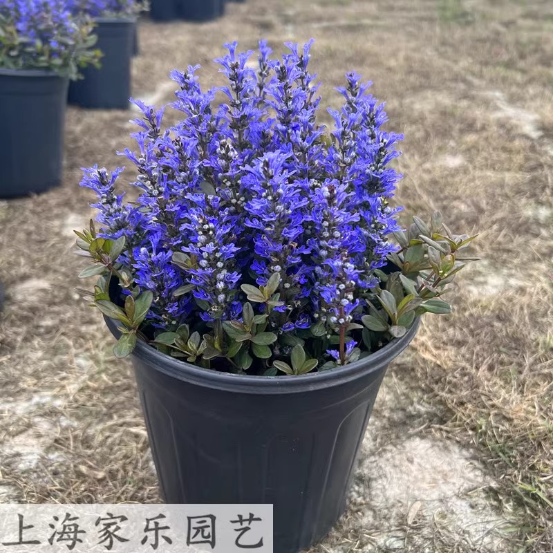 姬十二筋骨草盆栽多年生宿根花卉庭院花园花镜植物