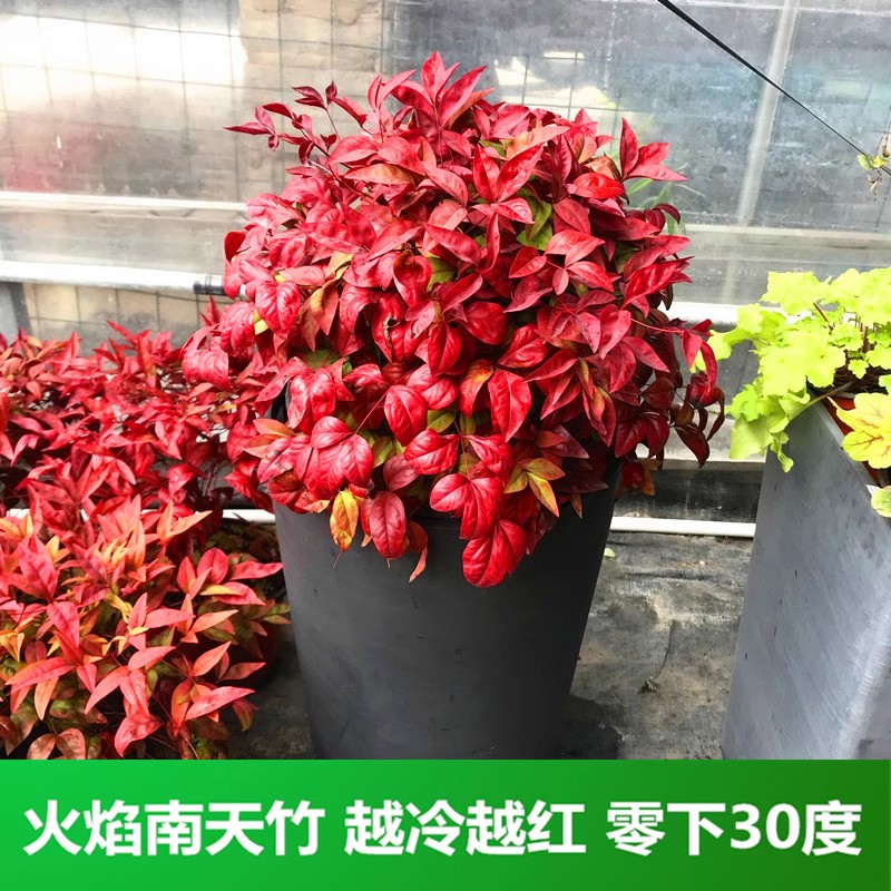 南天竹盆栽庭院花镜植物耐寒耐热四季常绿花卉皮实好养易活