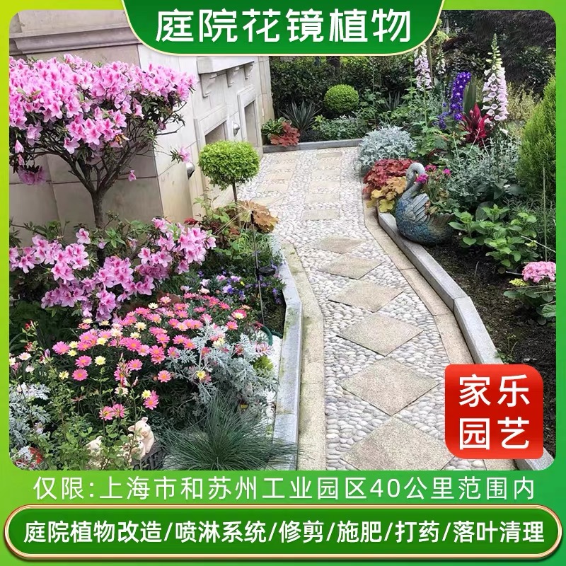 花镜植物一物一拍