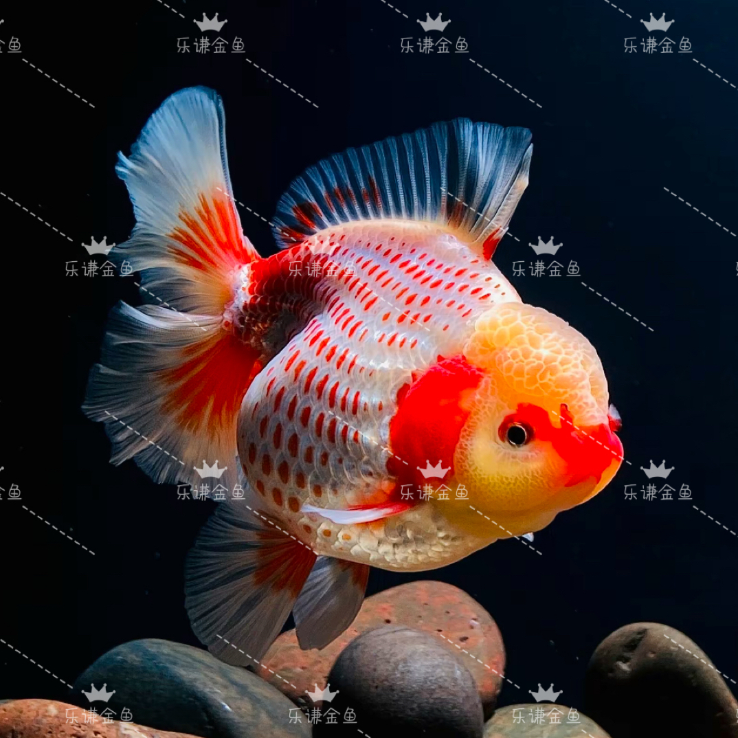 改价专用满30包邮开箱包活无开箱视频不售后直播间马印灯介意勿拍