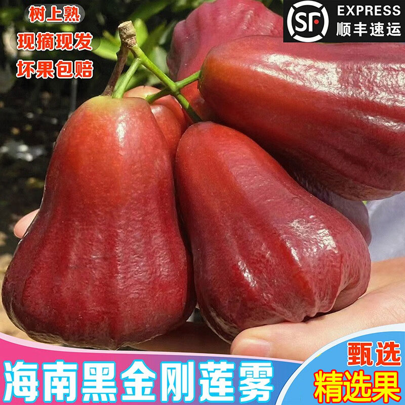 【小爱优选】海南黑金刚莲雾果树上熟脆爽清甜当季新鲜水果顺丰包邮
