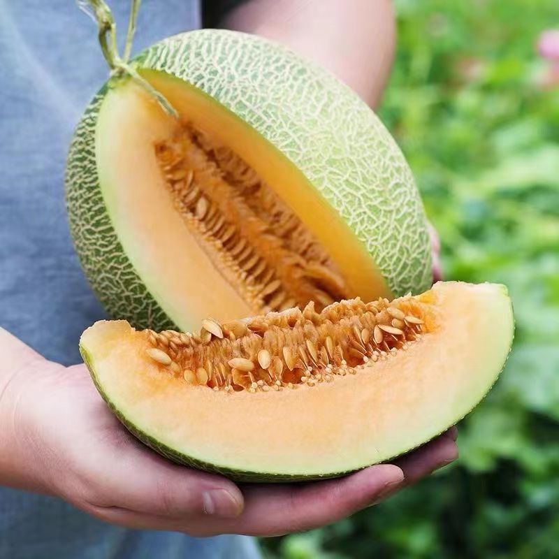 【顺丰包邮】海南哈密瓜西州蜜25号脆甜爽口肉厚应季新鲜水果树上熟