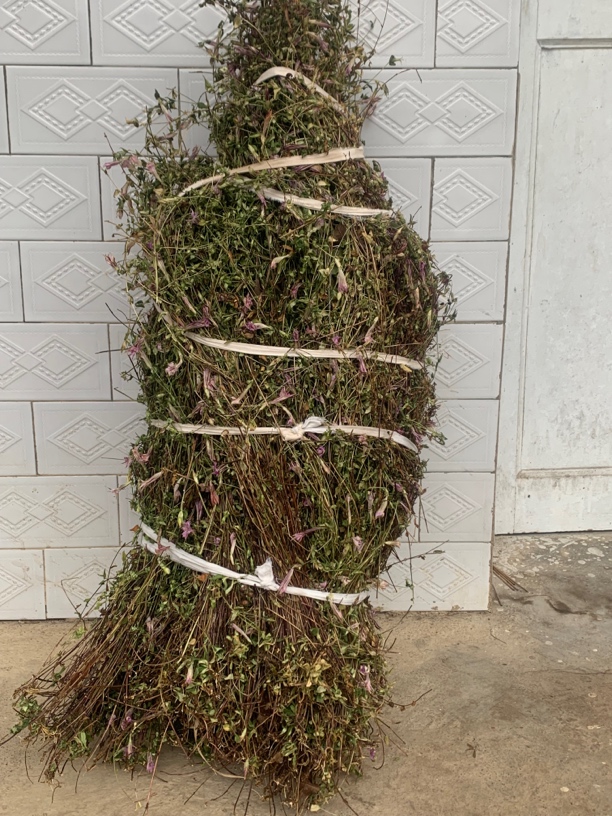 贵州深山野生小叶龙胆草乌拉草