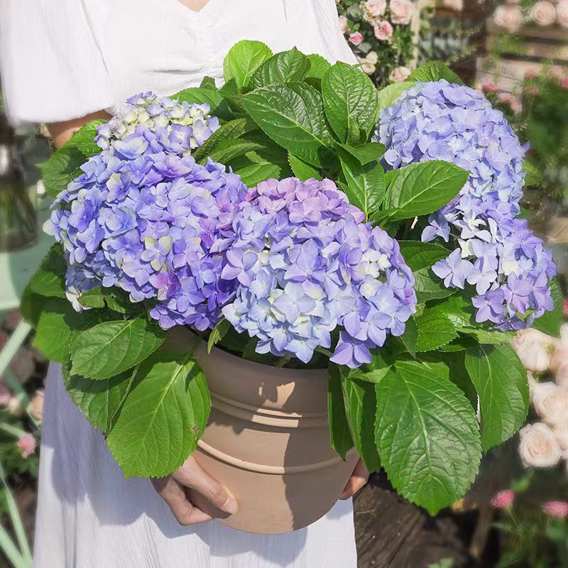 盆栽绣球{莫奈绣球}花期长  花苞大 易调色云南昆明发货