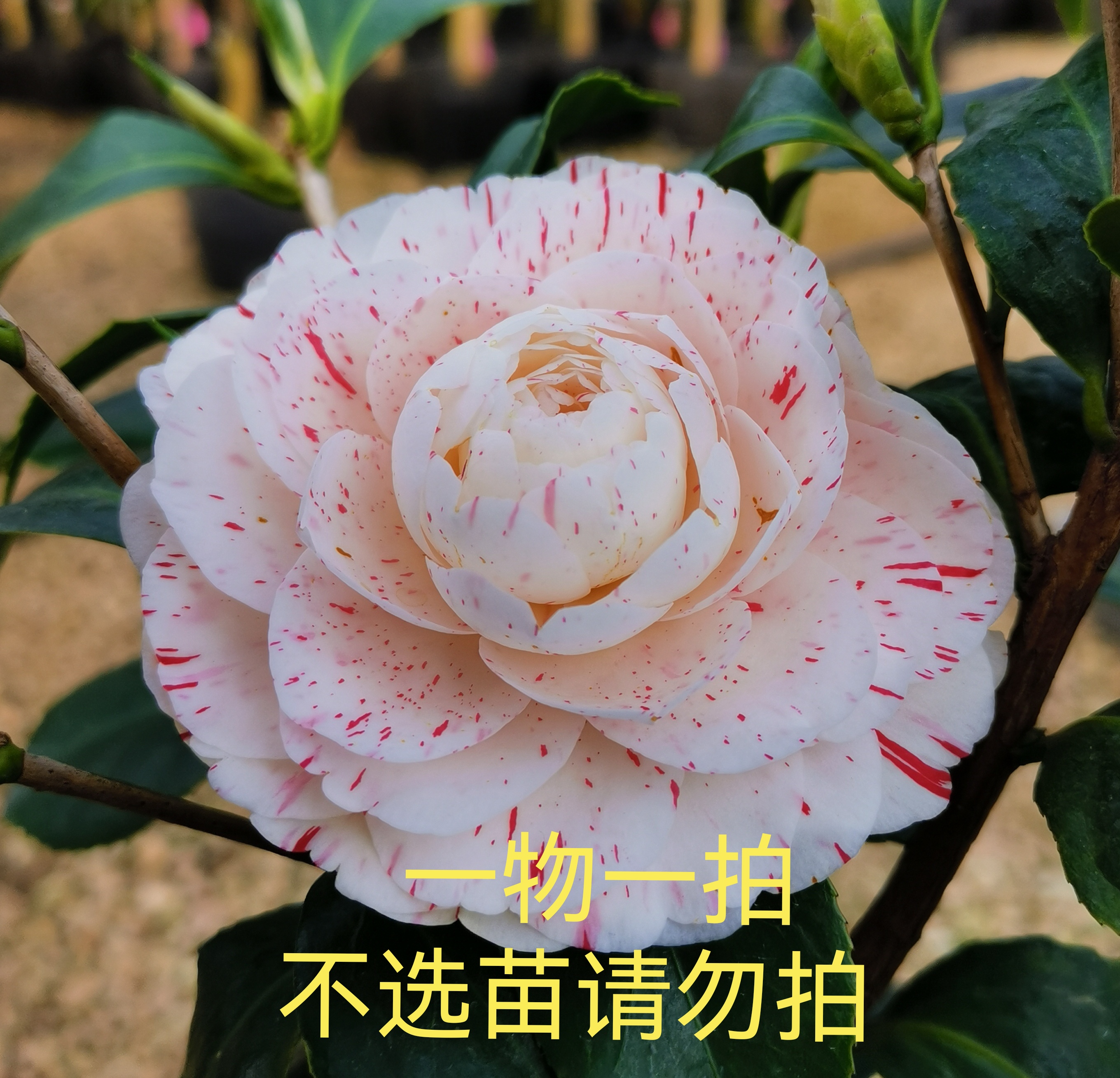 山茶花直播专用，不选苗勿拍