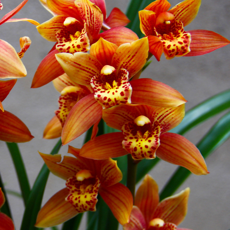 带花剑 大花蕙兰 [醉美人] 一杆多花 浓香型 花量大 好养易活