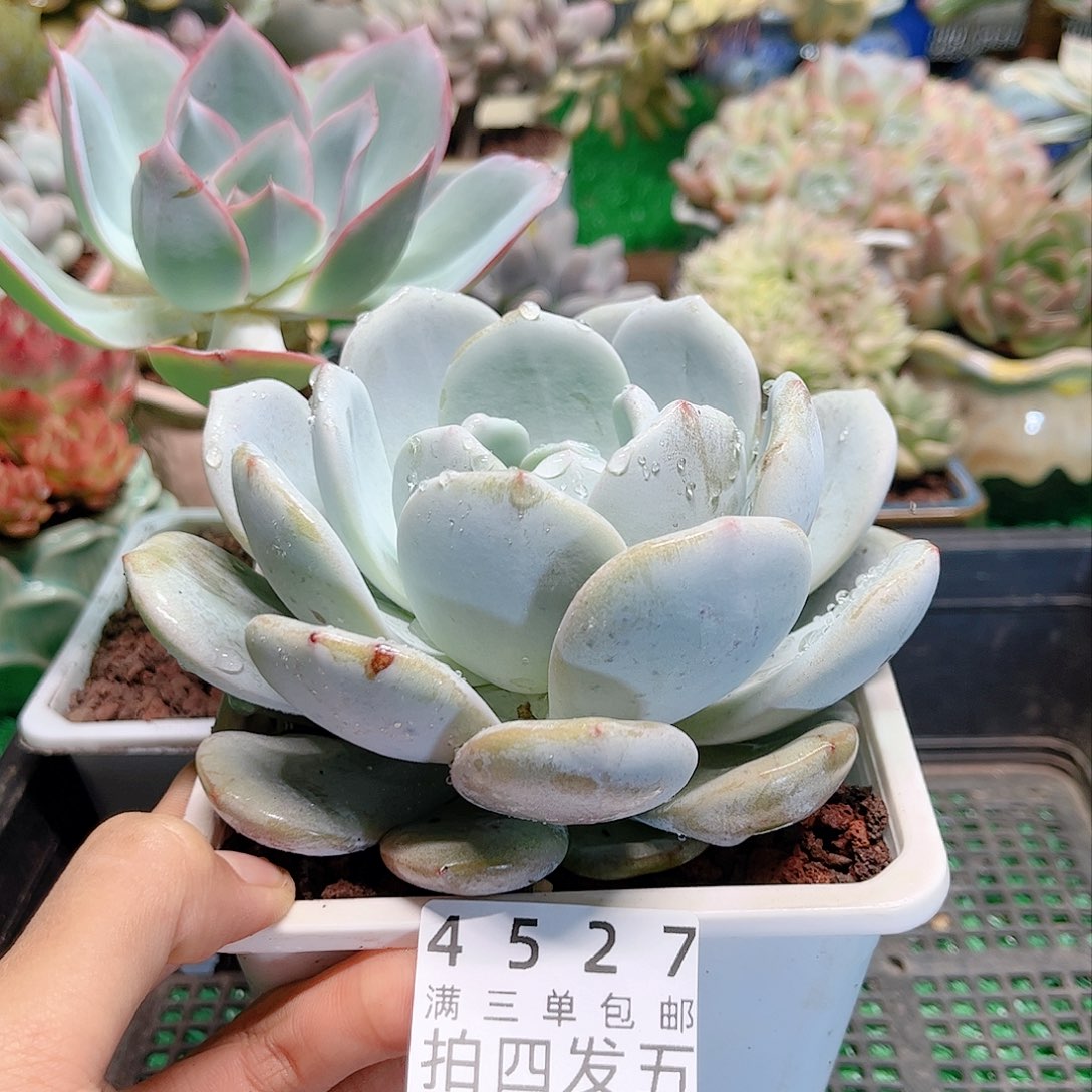 精品多肉编号4527