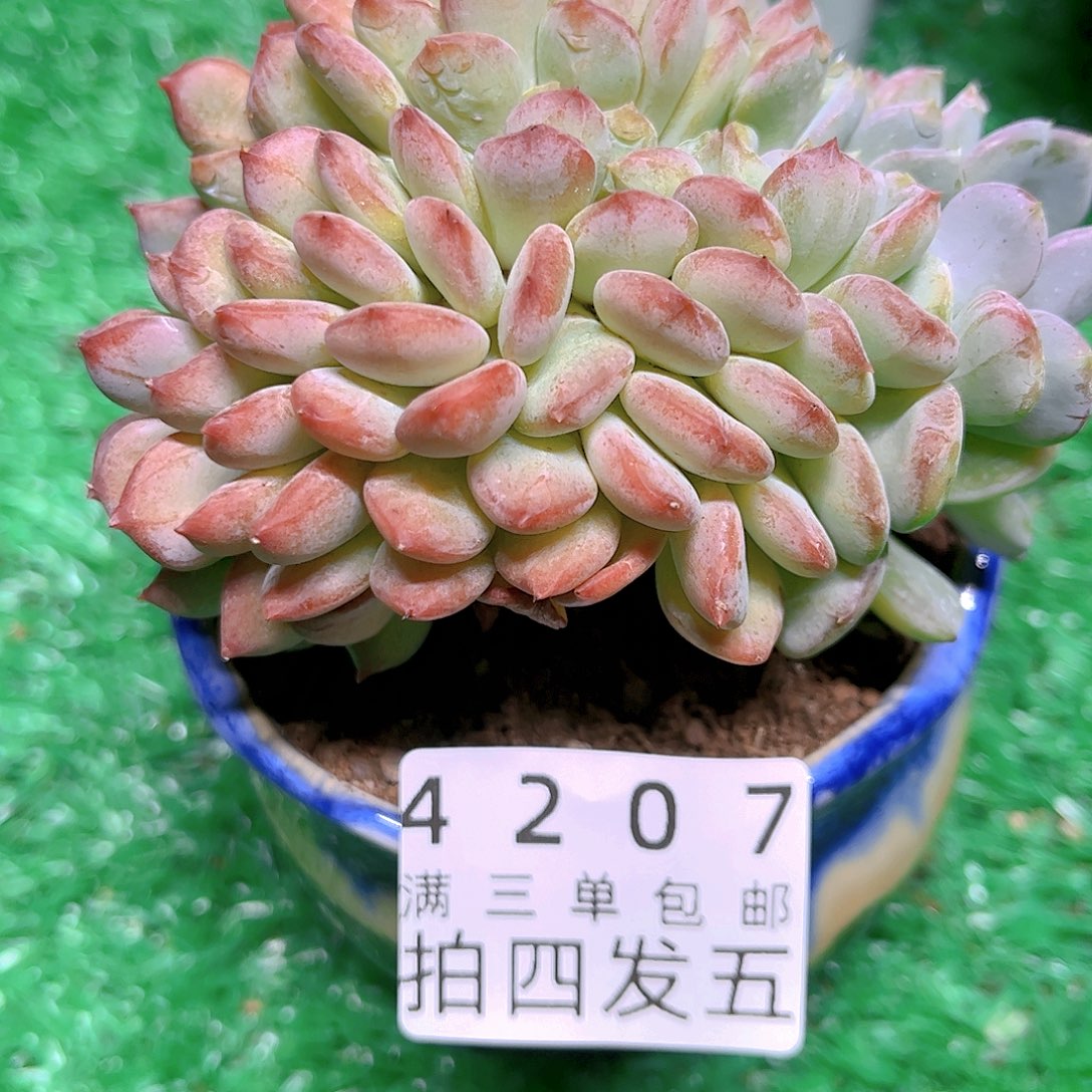 精品多肉编号4207