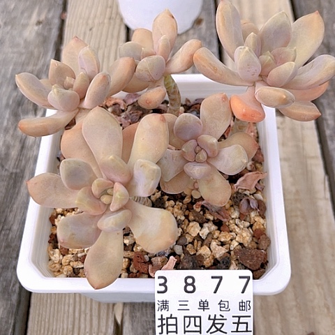 精品多肉编号3877