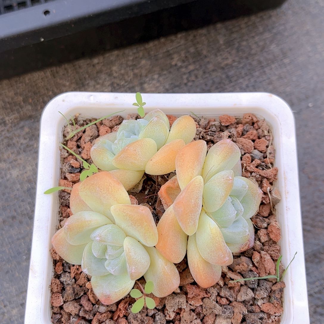 精品多肉编号4195