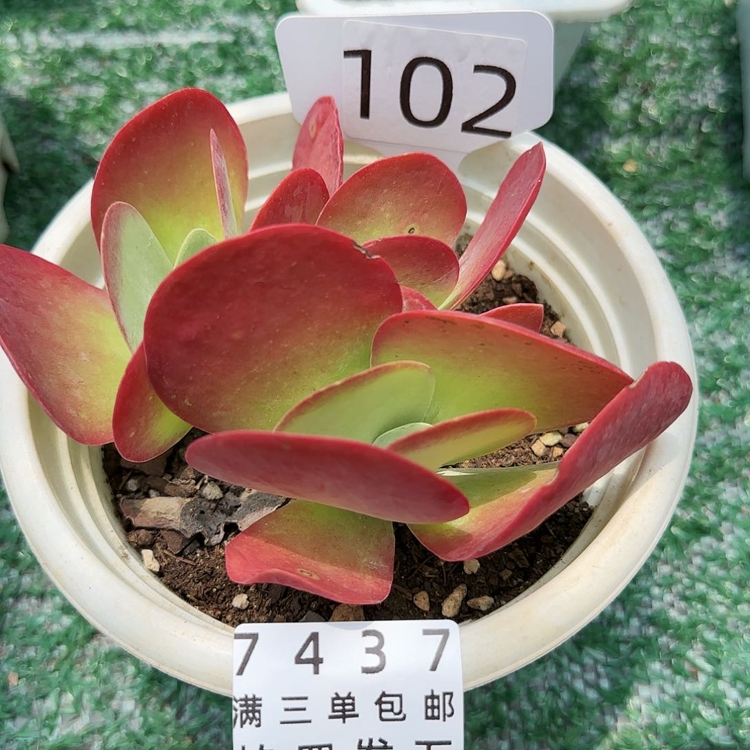 精品多肉编号7437