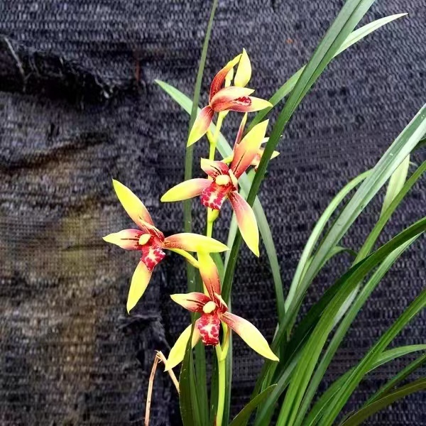 兰花直播专用链接根