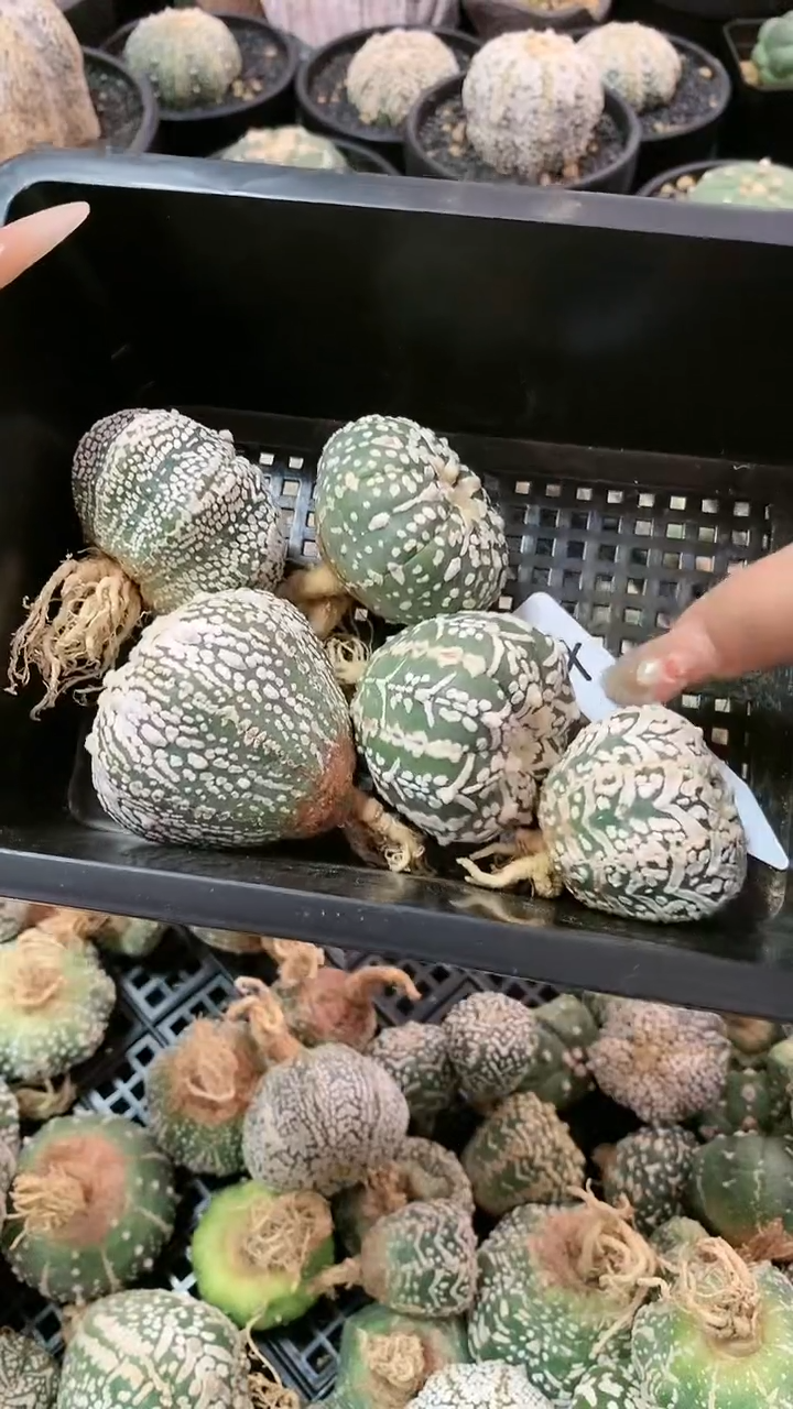 【闪购商品】5颗4号
