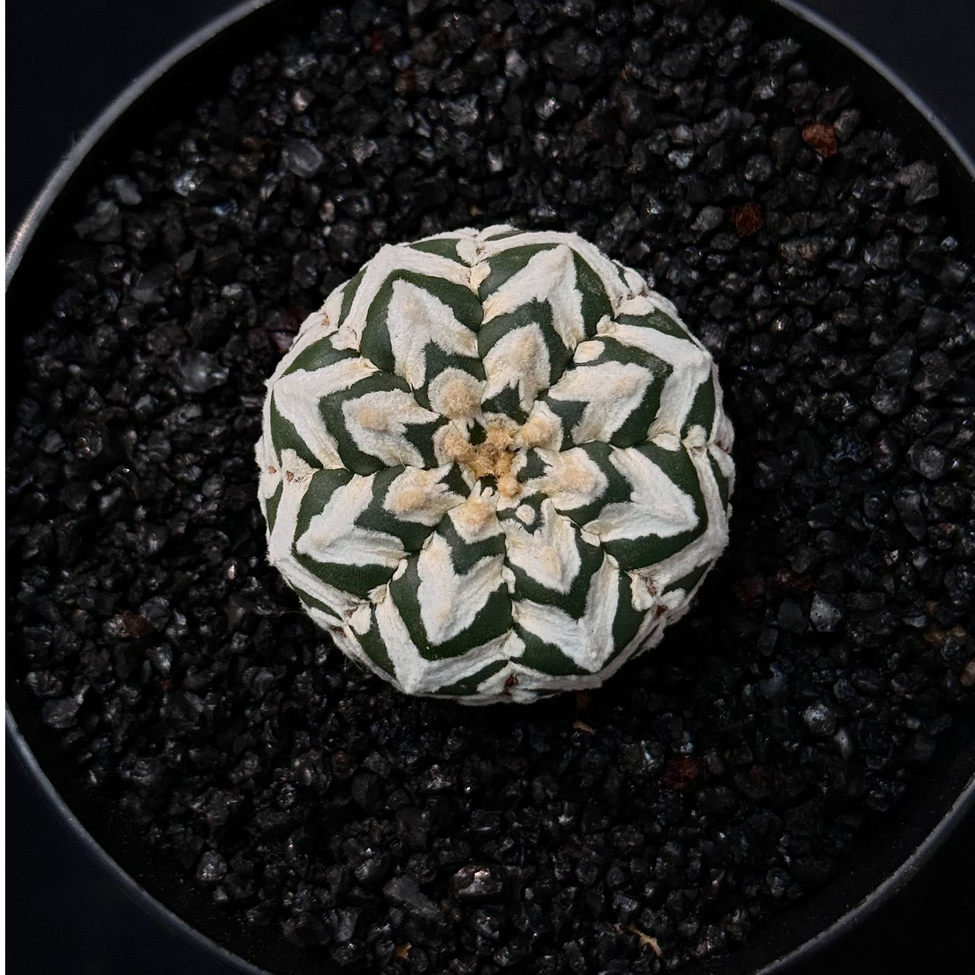 星兜星球属懒人植物