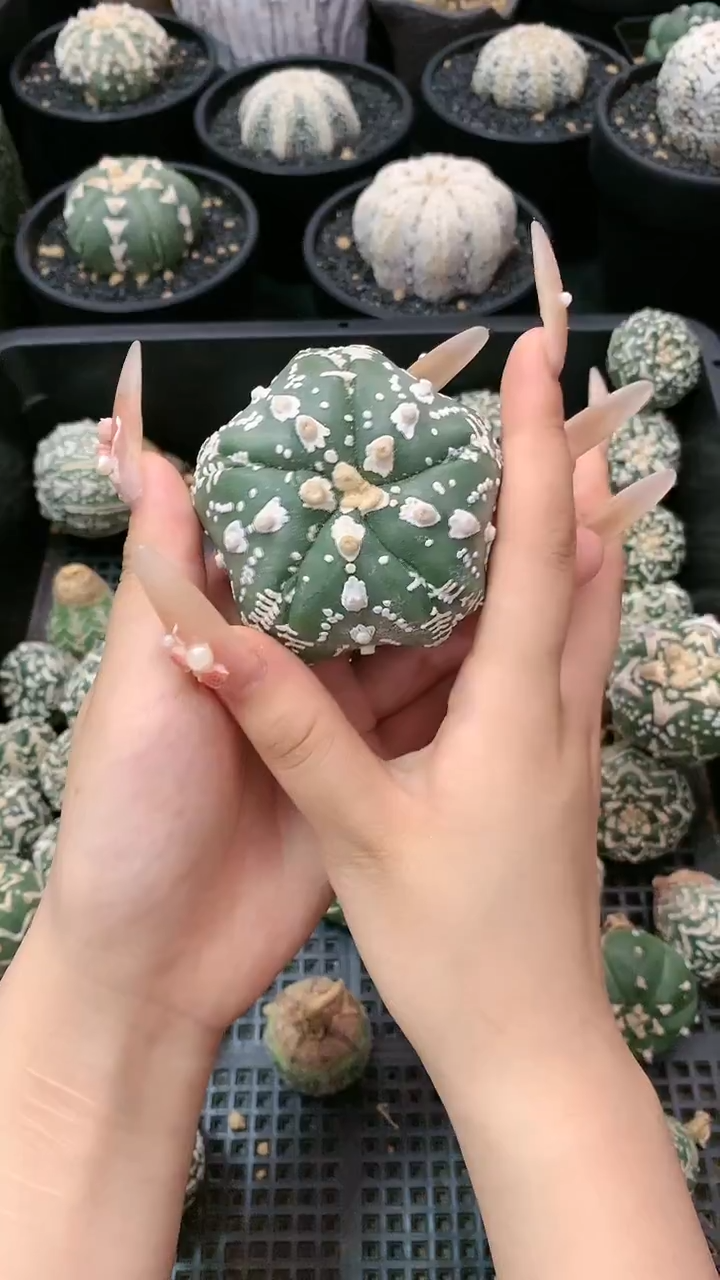 【闪购商品】生长纹一颗 24号
