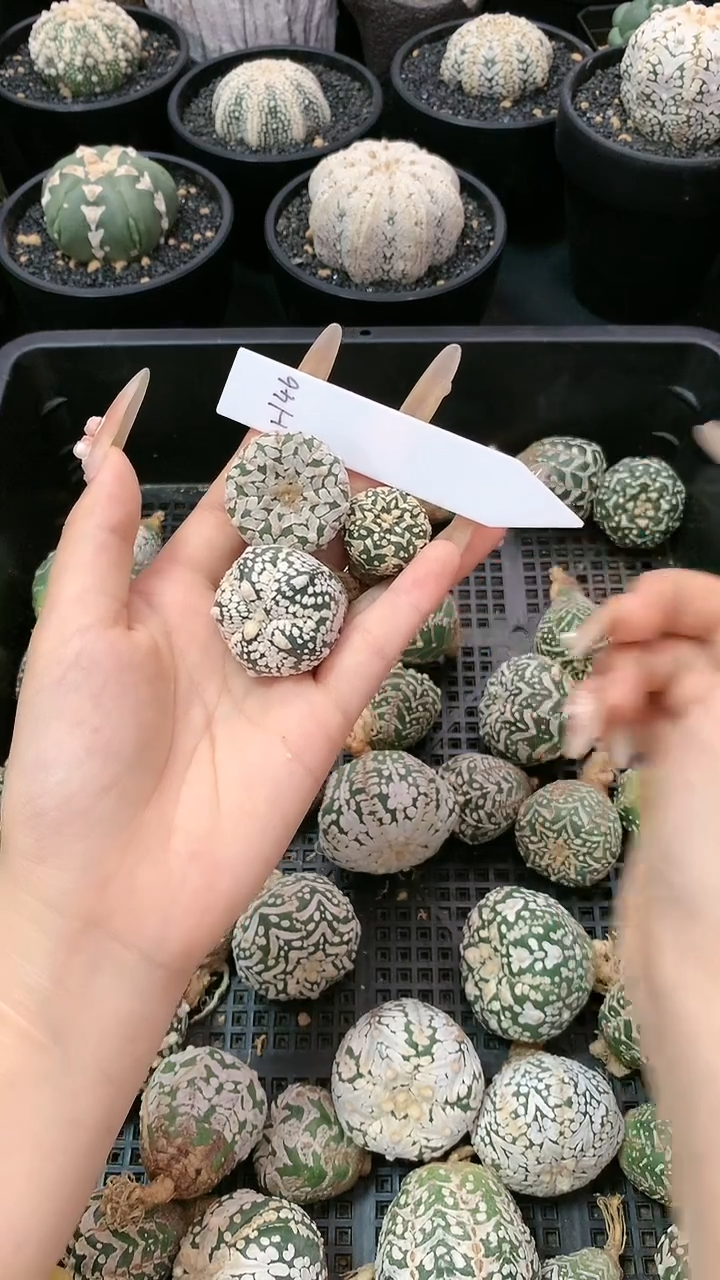 【闪购商品】生长纹三颗 H46