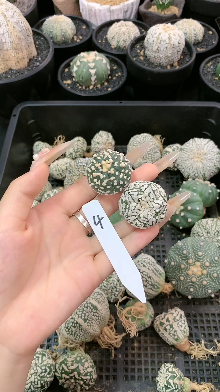 【闪购商品】生长纹两颗 4号