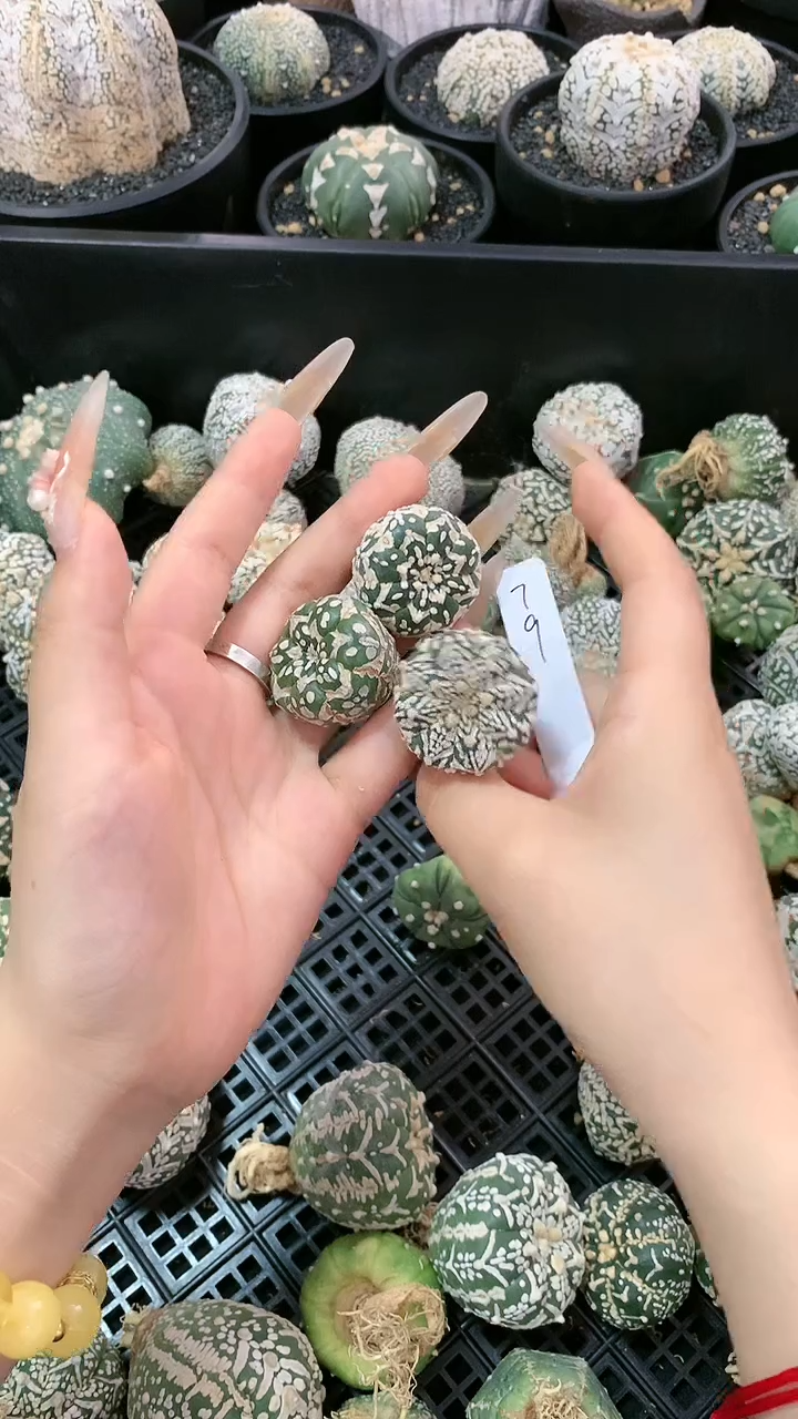 【闪购商品】生长纹三颗79号