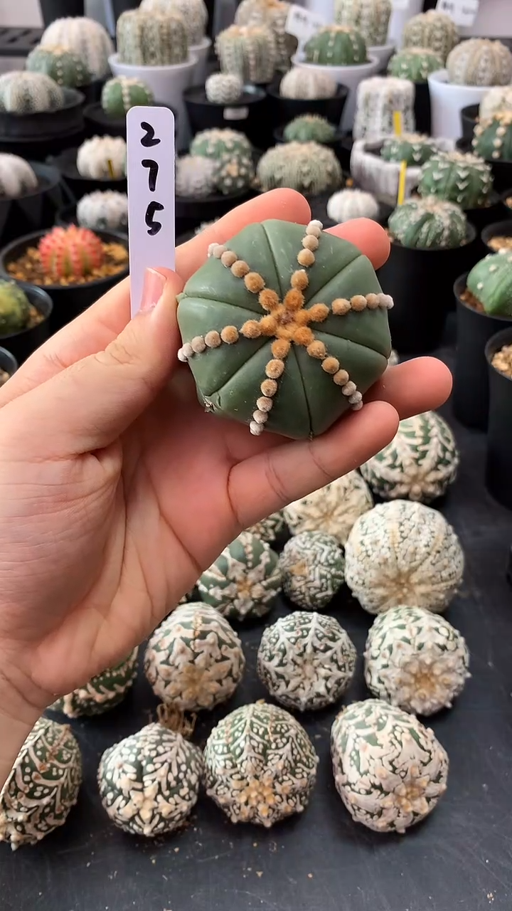 【闪购商品】实生琉璃六棱，275号