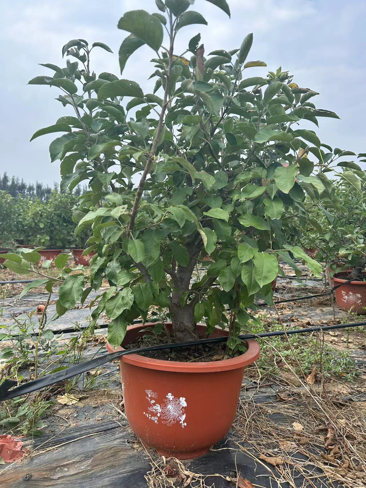 冬红果花园植物绿植果苗盆景盆栽室内外夹竹桃