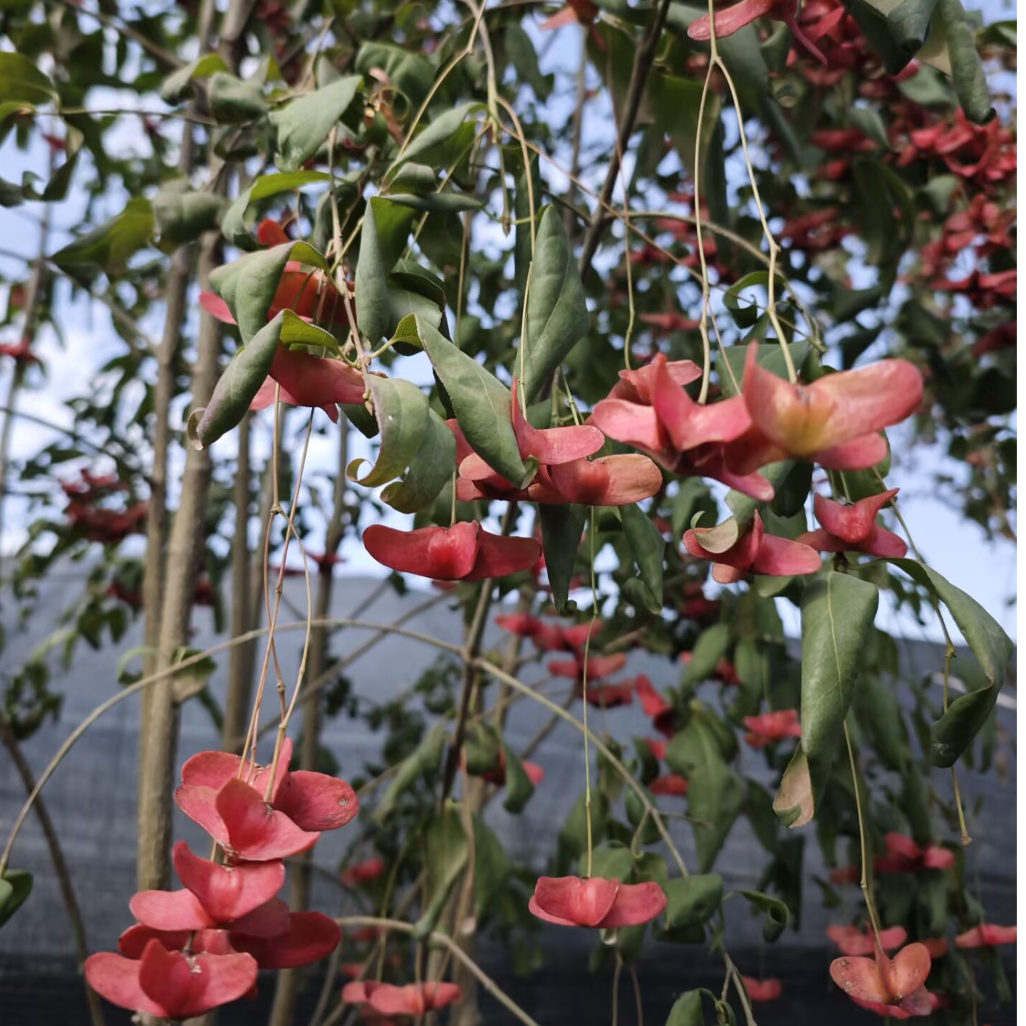 老盆招财金丝金线吊蝴蝶地栽盆栽摇钱树发财树四季耐寒开花