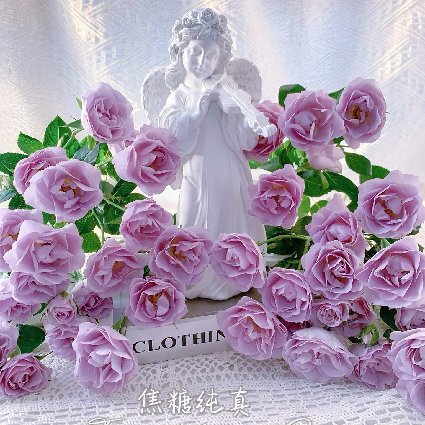 焦糖纯真多头玫瑰紫色系稀有品种鲜花水培系列