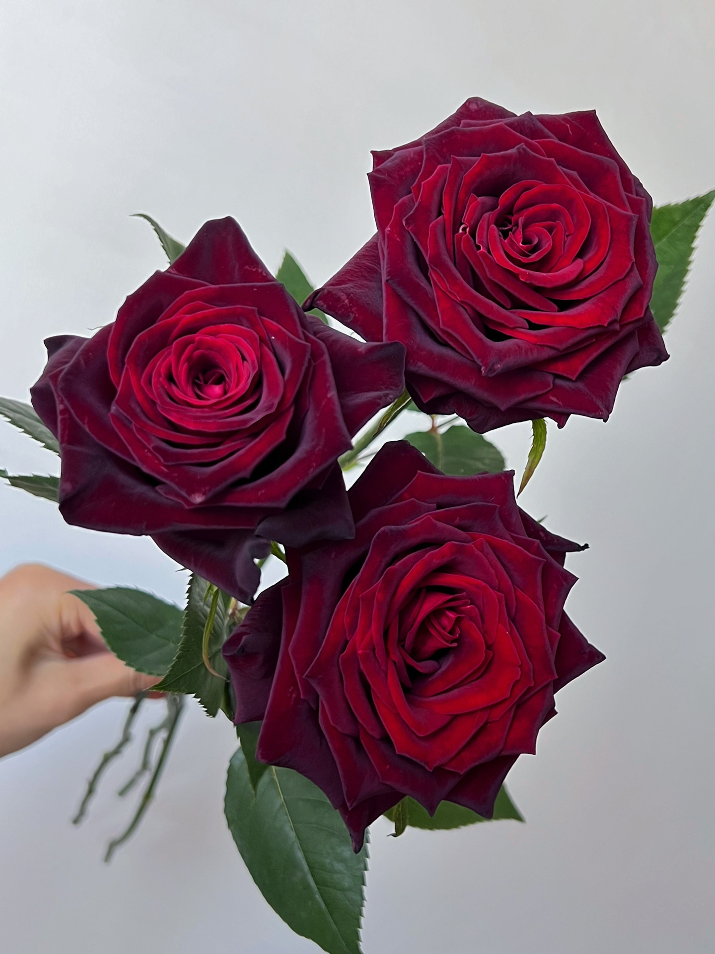 黑巴克单头玫瑰黑红色丝绒质感稀有品