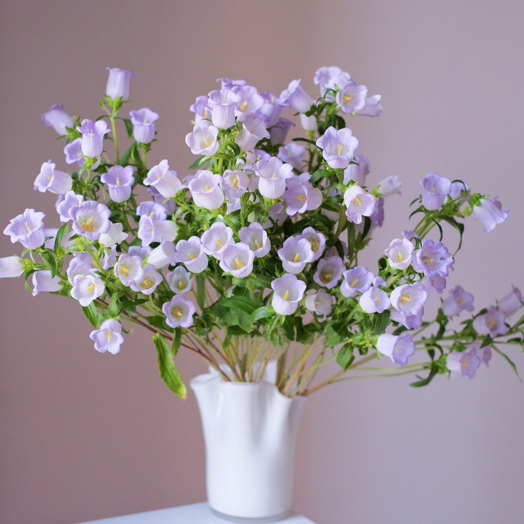 紫色风铃草花花束耐养花期长水培鲜花死在最爱你的第十八年
