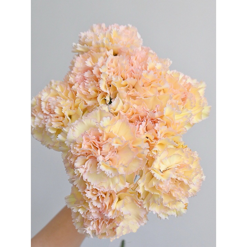 可可西里康乃馨单头重瓣水培鲜花稀有