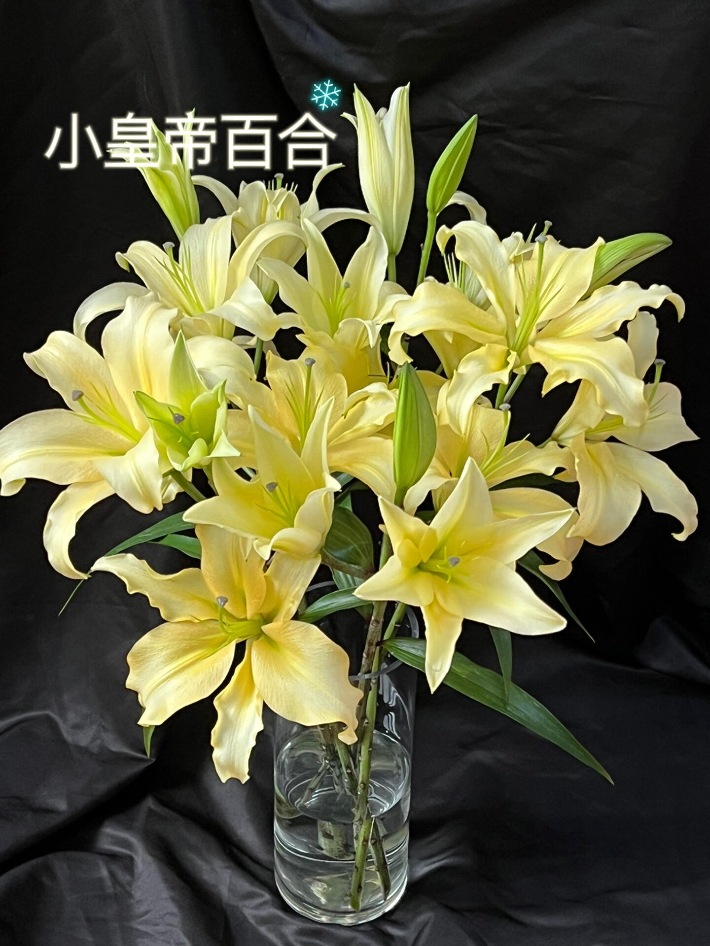 小皇帝-香水百合金黄色有香味鲜花