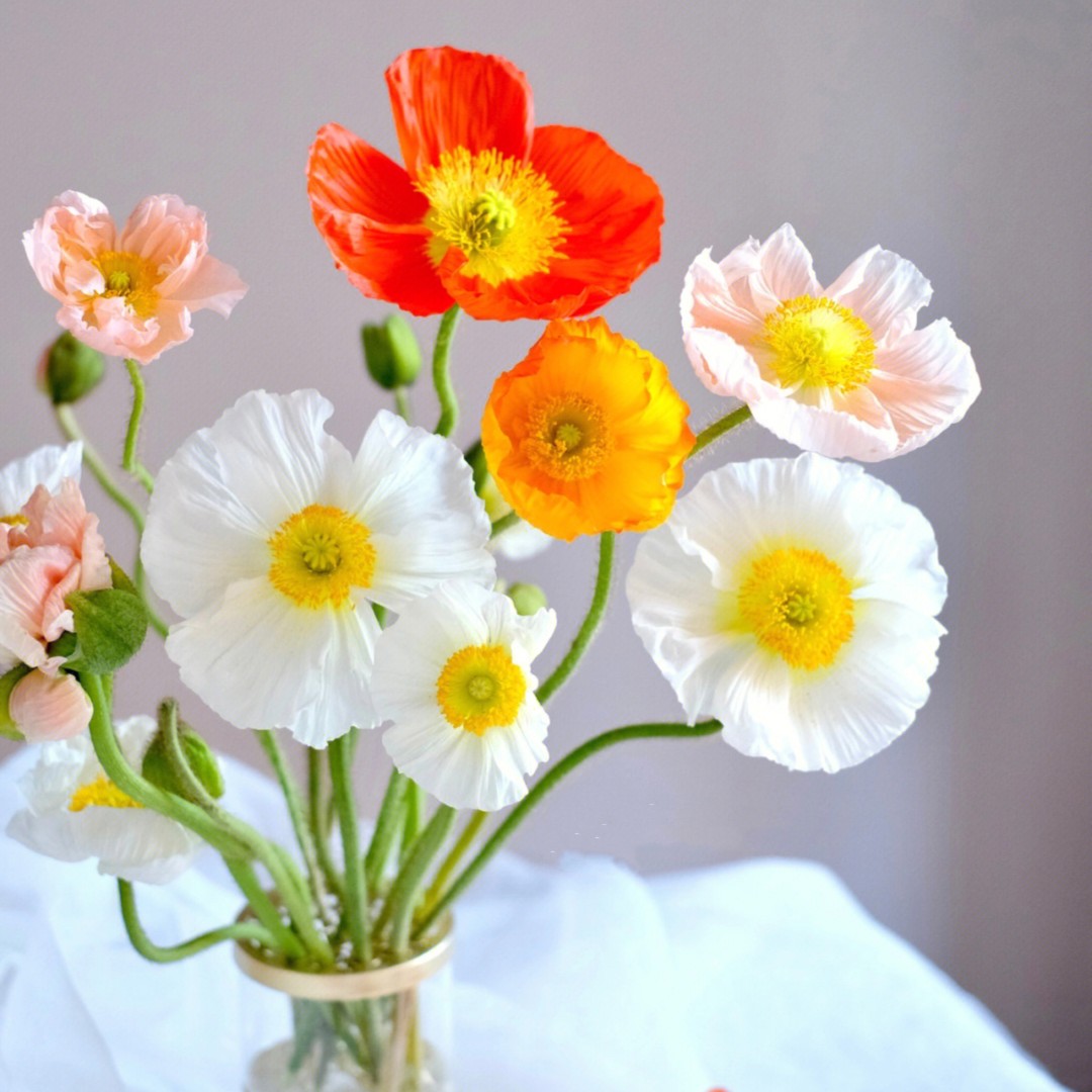 虞美人鲜花水养花生花苞发货