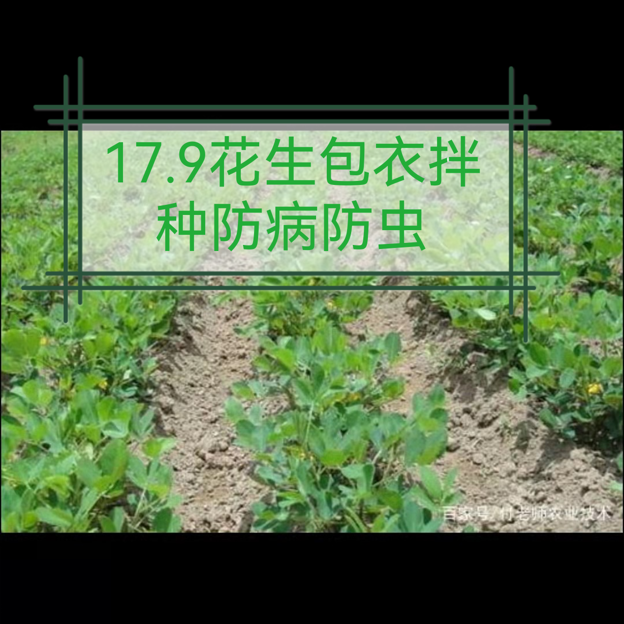 花生包衣拌种防病防虫