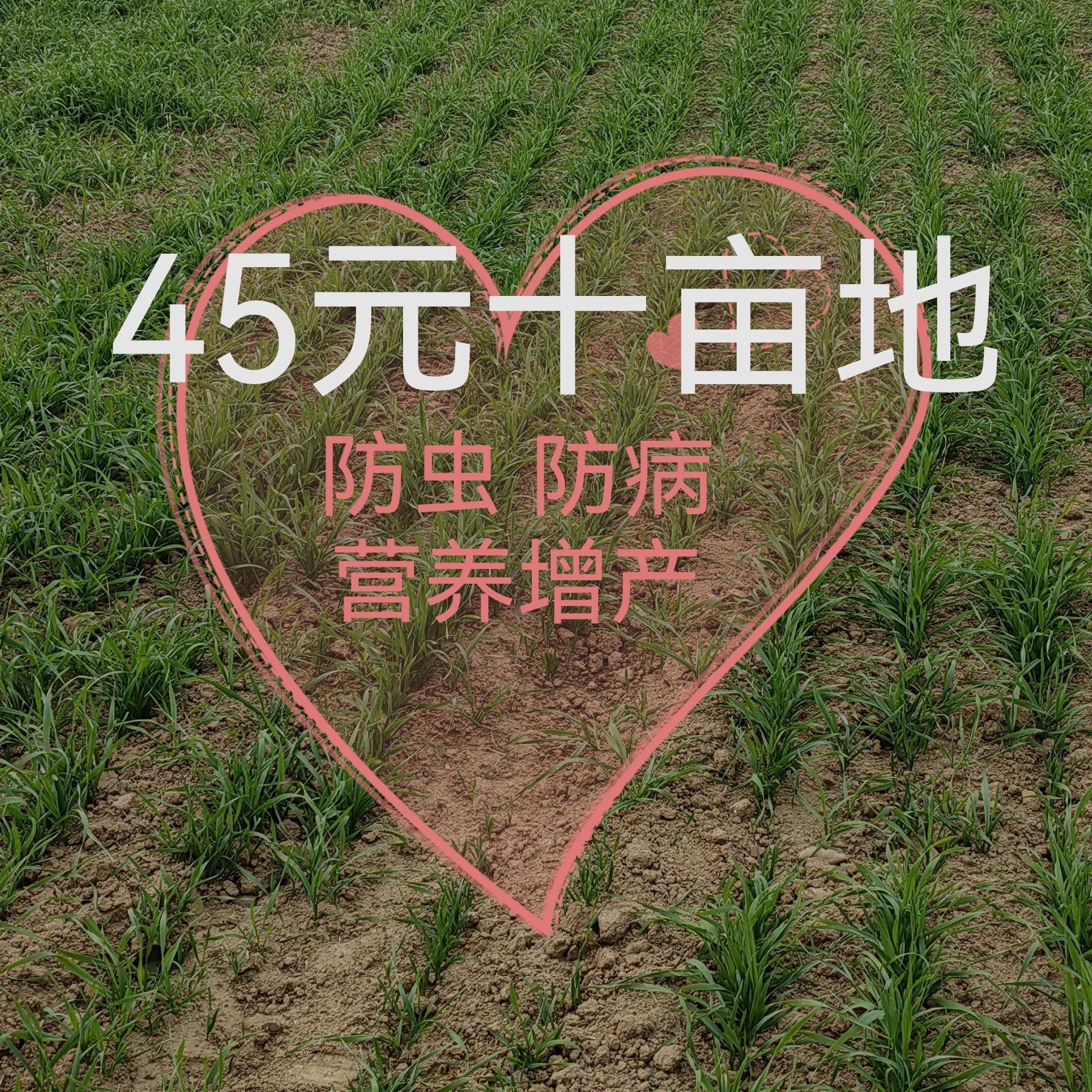 45新年小麦十亩地大套餐