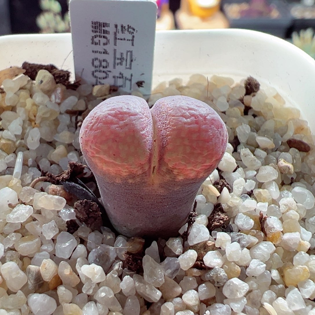 1114-589.mg1804.5红宝石