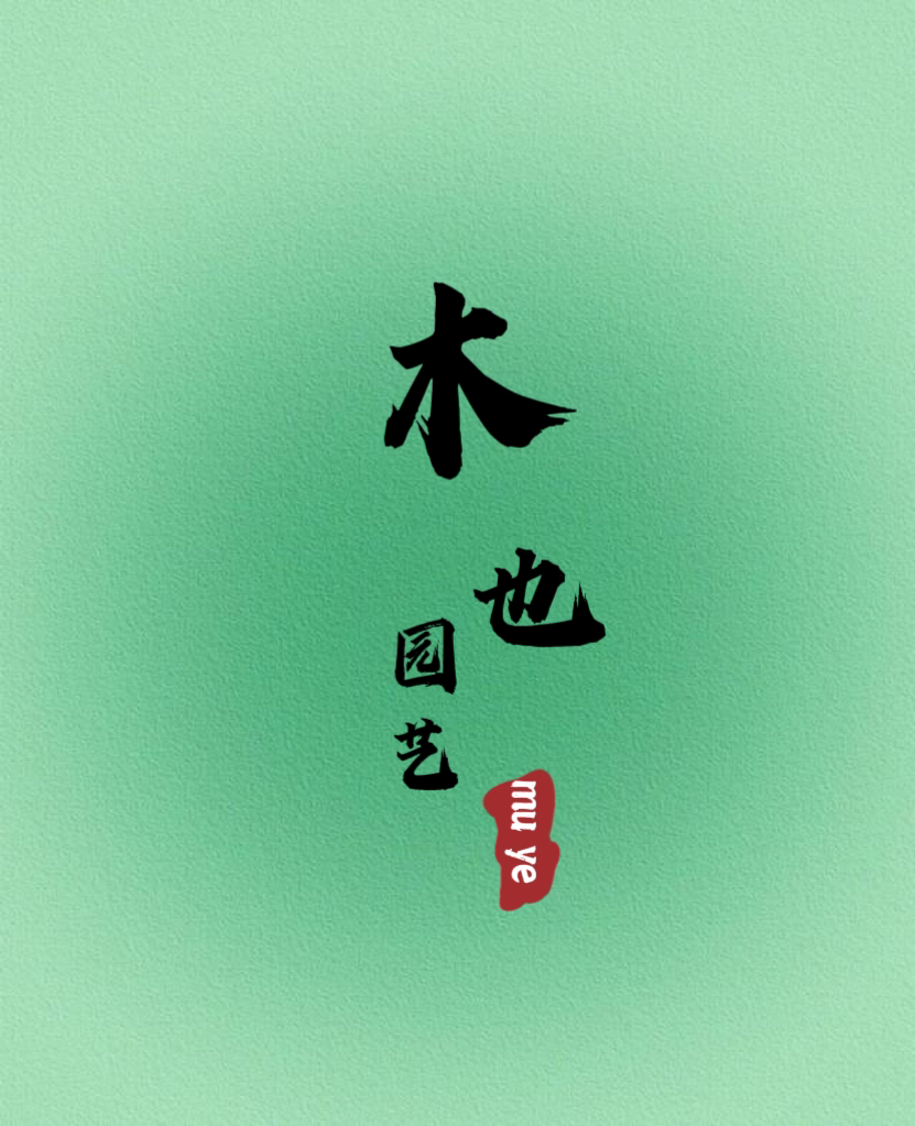 【直播间下单链接】四川金弹子绿植盆栽