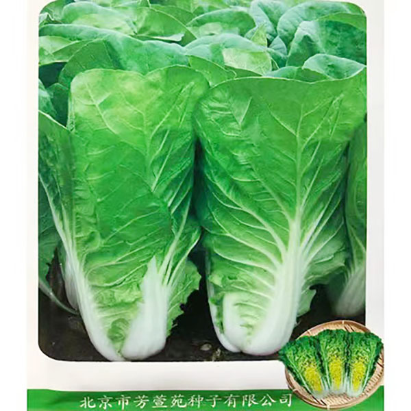 新5号快菜儿菜春夏秋播种小白菜儿菜香菜种子耐湿抗病生长快质地