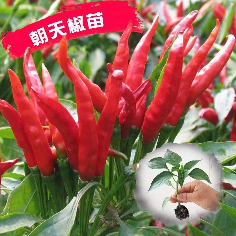 高产朝天椒种苗辣椒苗特辣尖椒苗子朝天椒秧苗阳台盆栽四季蔬菜苗