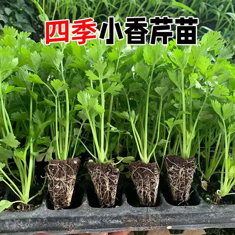 四季速生小香芹苗秧种子耐寒耐热易种芹菜种籽四李盆栽阳台蔬菜