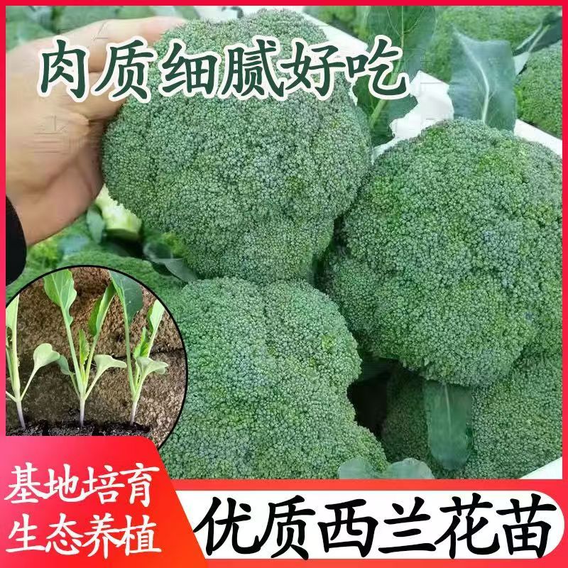 高产西兰花苗青花苗松花菜苗白花菜苗耐寒蔬菜苗葛营芹菜苗