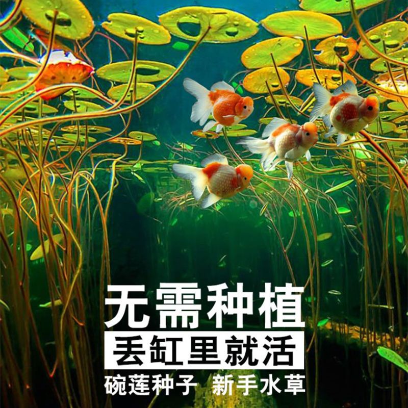【开春新品】碗莲水培植物四季开花睡莲种籽盆栽水养植物室内花卉