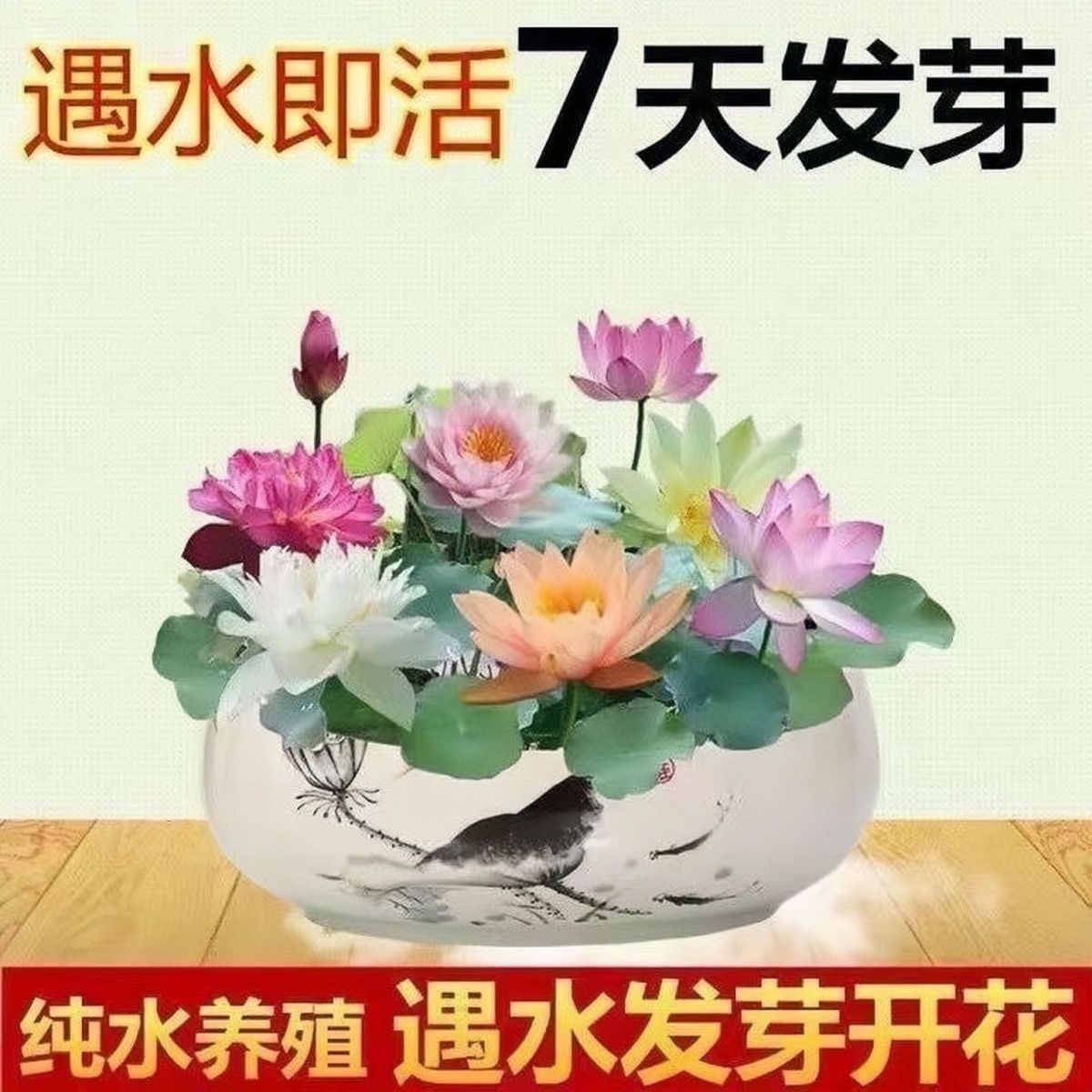 【苞出芽】碗莲种四季开花水培水养春季蔬菜秋冬种