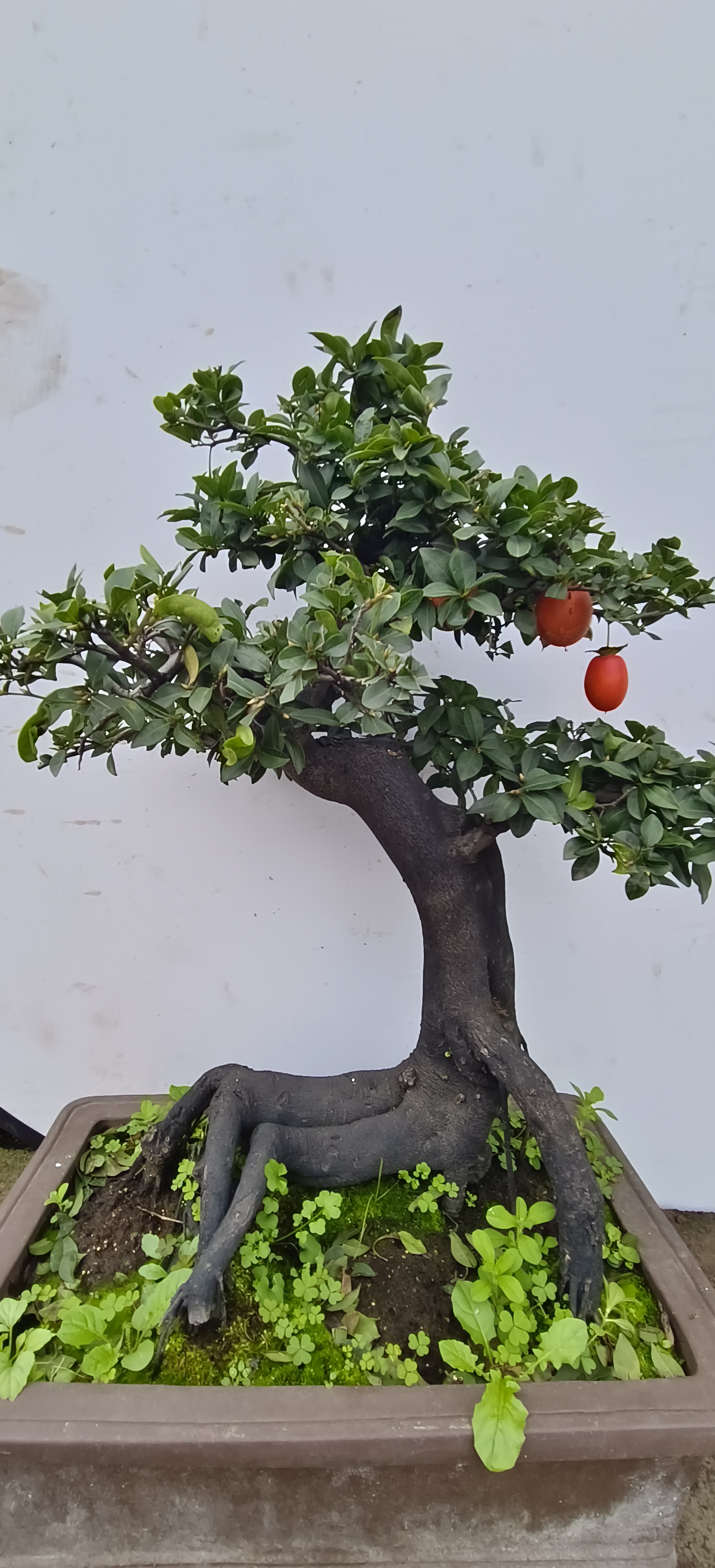 高货金弹子盆景熟桩老桩老盆口  直播间一桩一拍  