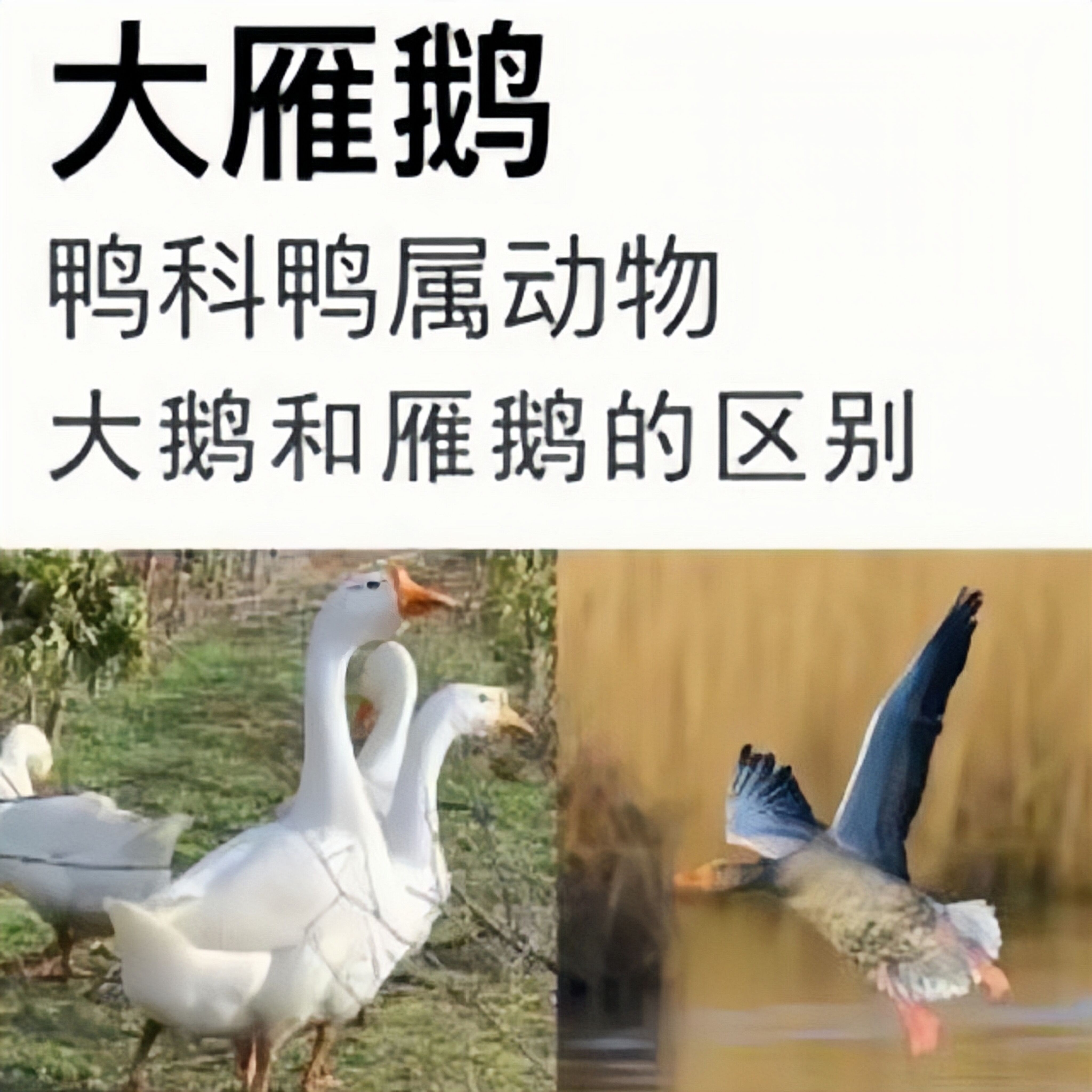【买1只送1只】散养大雁鹅 顺丰冷链 单只3.6斤左右 连云港发货