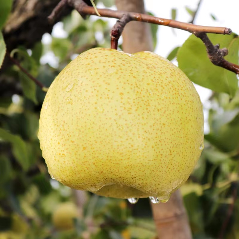 A砀山酥梨当季鲜果脆甜多汁皮薄 整箱老树砀山梨子