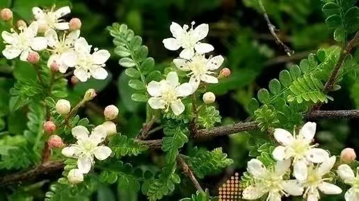 云南天然深山盆景小石积、清香木、羊蹄甲、荀子