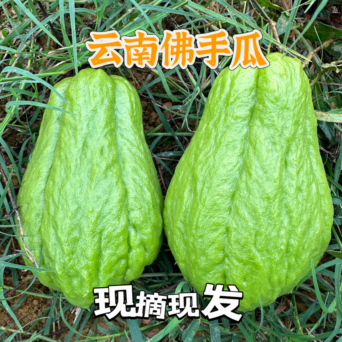 云南佛手瓜洋瓜现摘现发新鲜爽口凉拌炒肉当季蔬菜