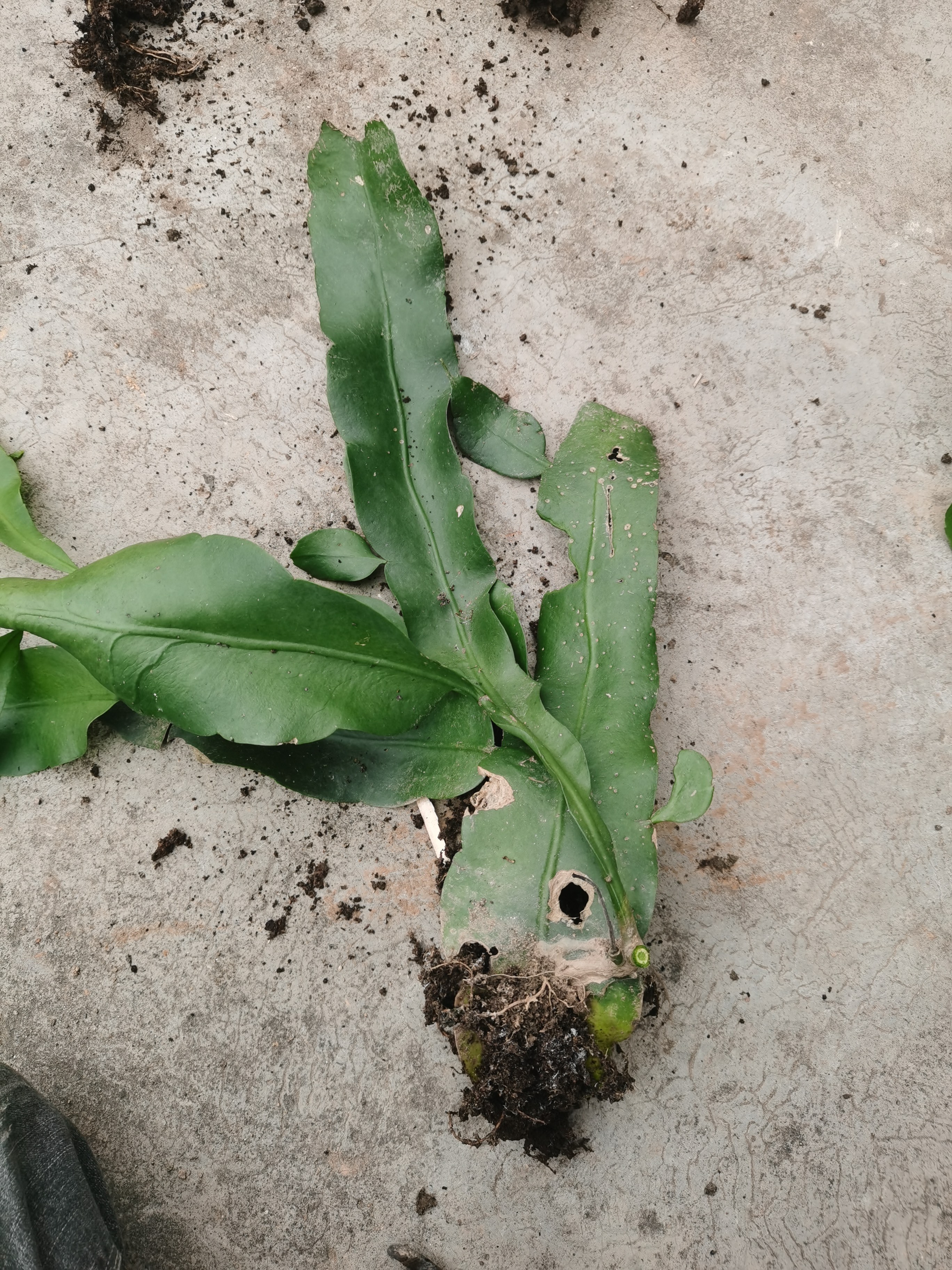 昙花小苗，两年左右开花。露养苗易上手。