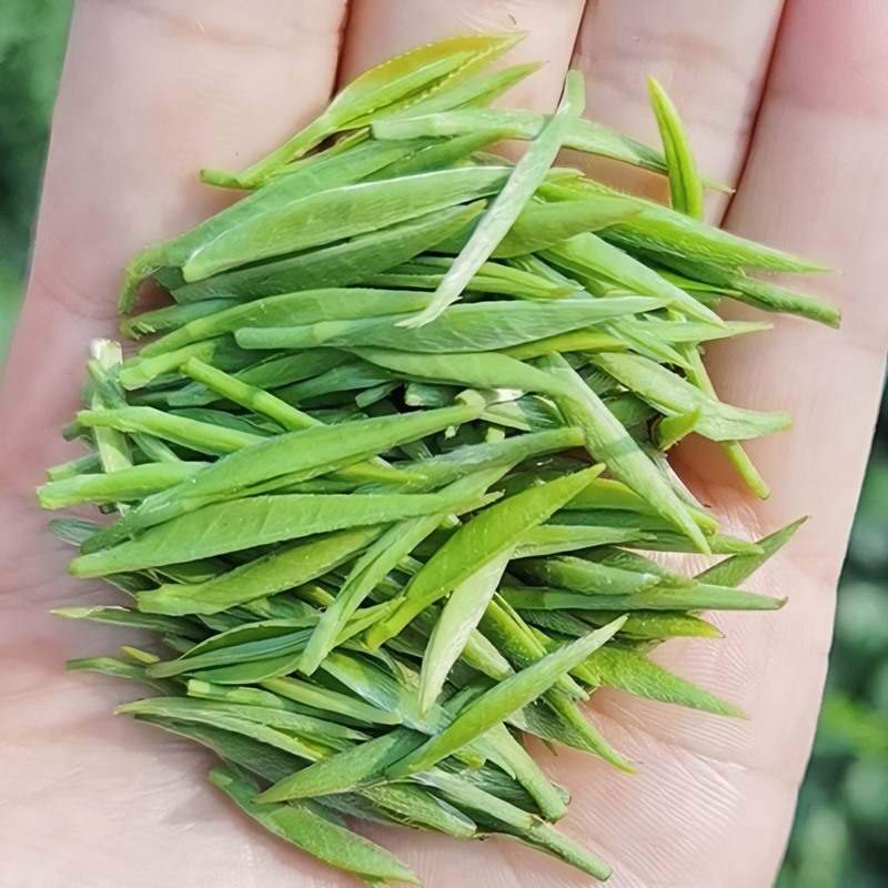 2025新茶明前单芽狗牯脑绿茶罗霄山茶叶高山云雾春季正宗