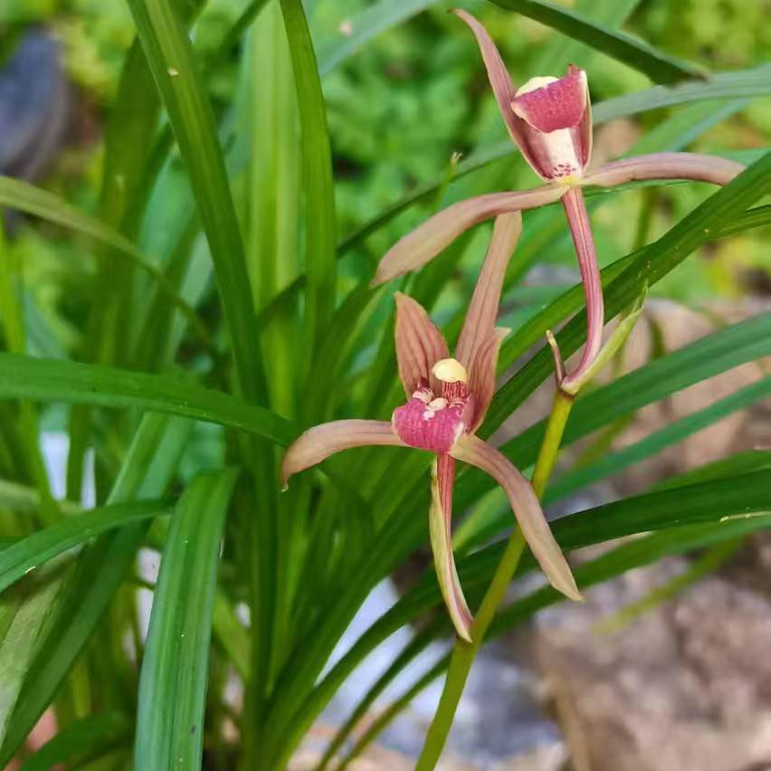 贵州春兰朵香---秋芝园艺----小节花卉----满60包邮---不满勿拍